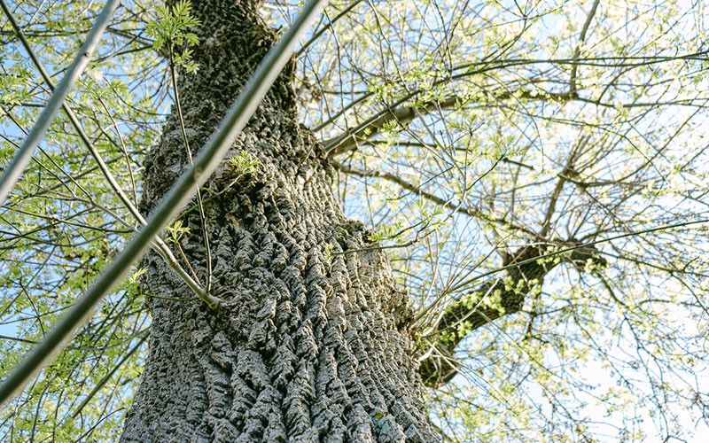 Manna: el oro blanco de Sicilia