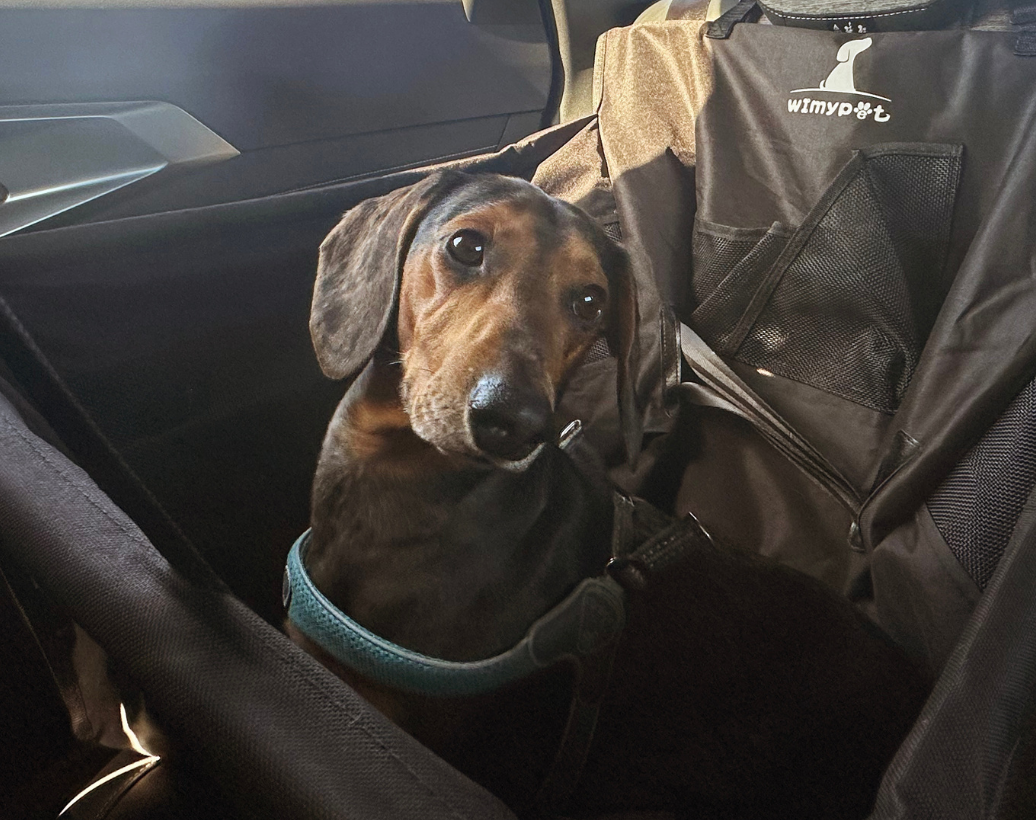 Pet Voyage: il noleggio auto per vacanze pet friendly